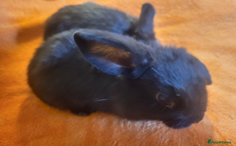 Mini Lion Lop rabbits - Advert 5