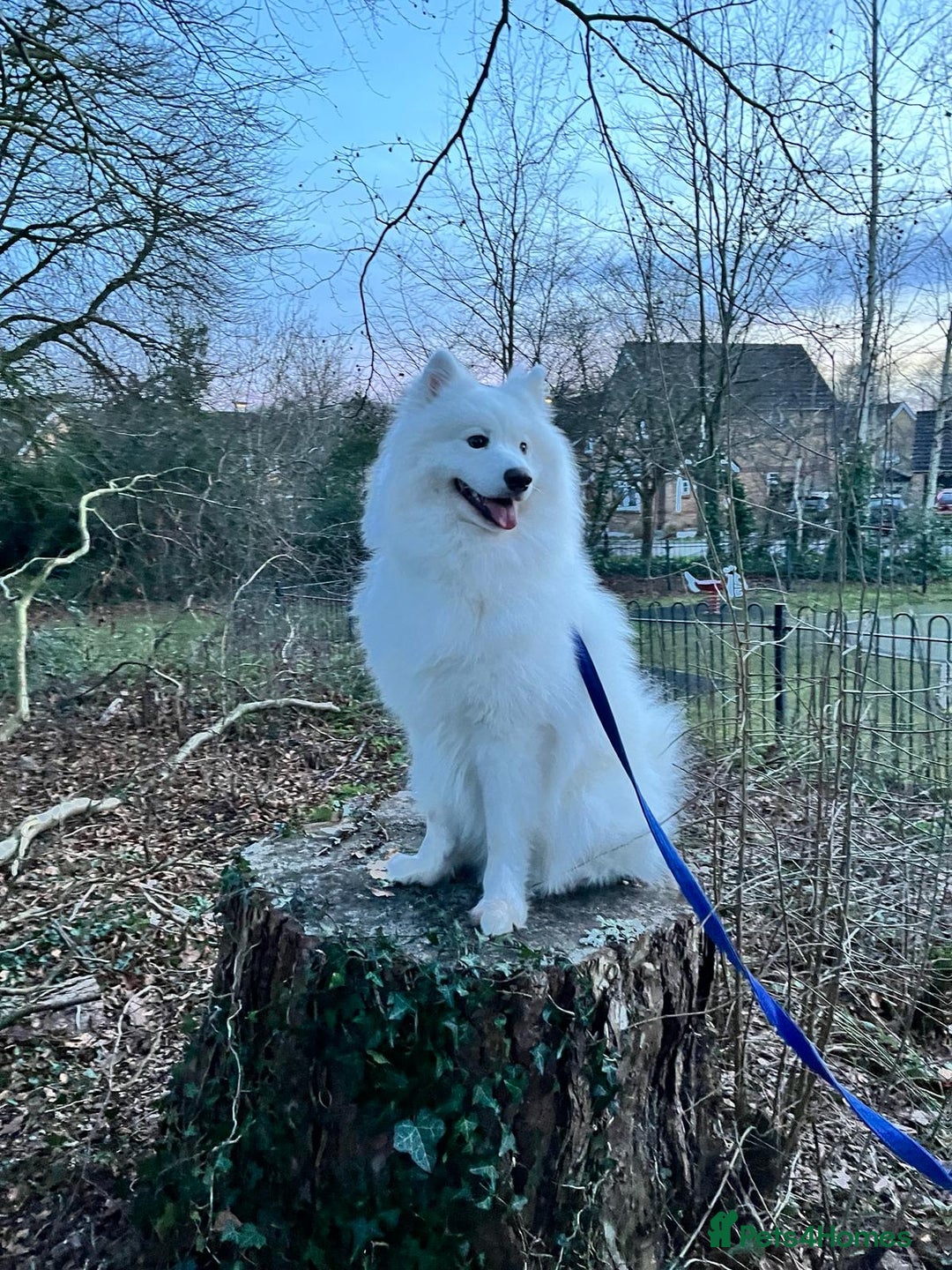Samoyed dogs for sale: Samoyed - male - neutered  - Advert 7