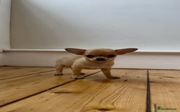 Chihuahua dogs for sale: ADORABLE SUPER TINY CHIHUAHUA PUPPIES - Image 10