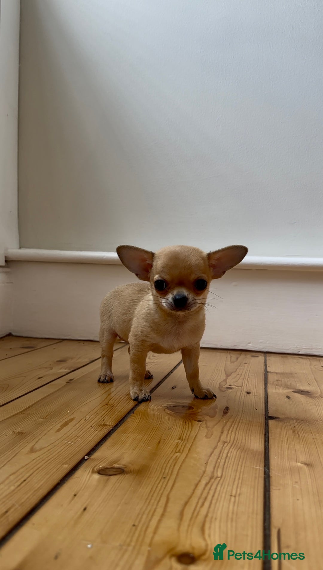 Chihuahua dogs for sale: ADORABLE SUPER TINY CHIHUAHUA PUPPIES - Image 10