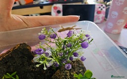 Gecko reptiles for sale: Small mourning gecko colony - Image 2