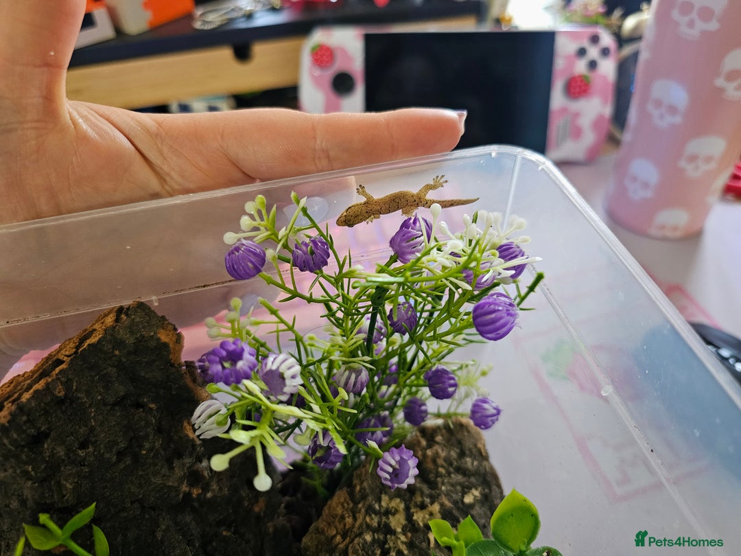 Gecko reptiles for sale: Small mourning gecko colony - Image 2