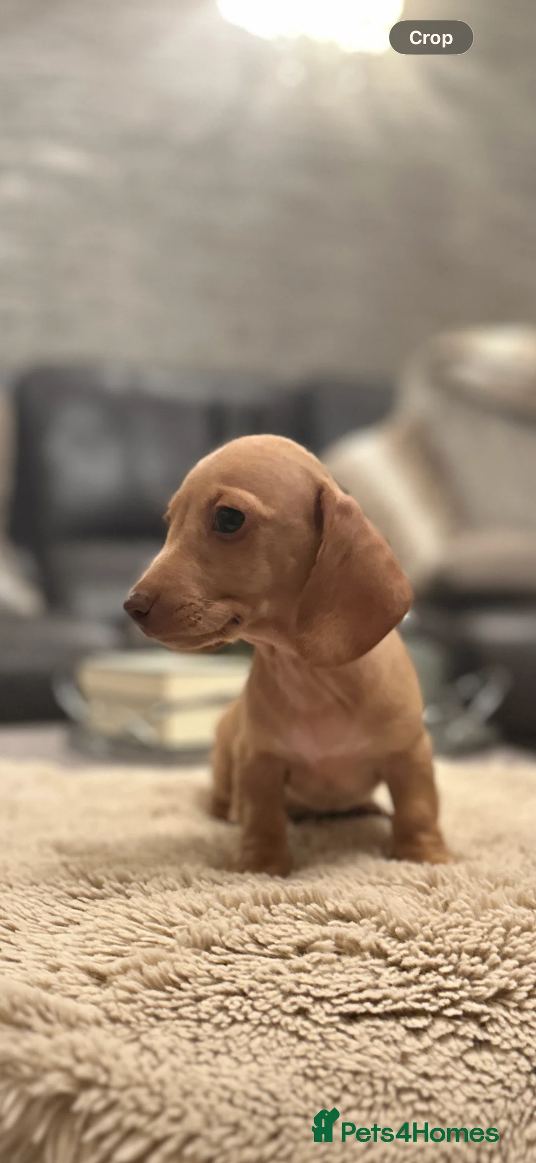 Miniature Dachshund dogs for sale: KC miniature dachshunds  - Advert 2