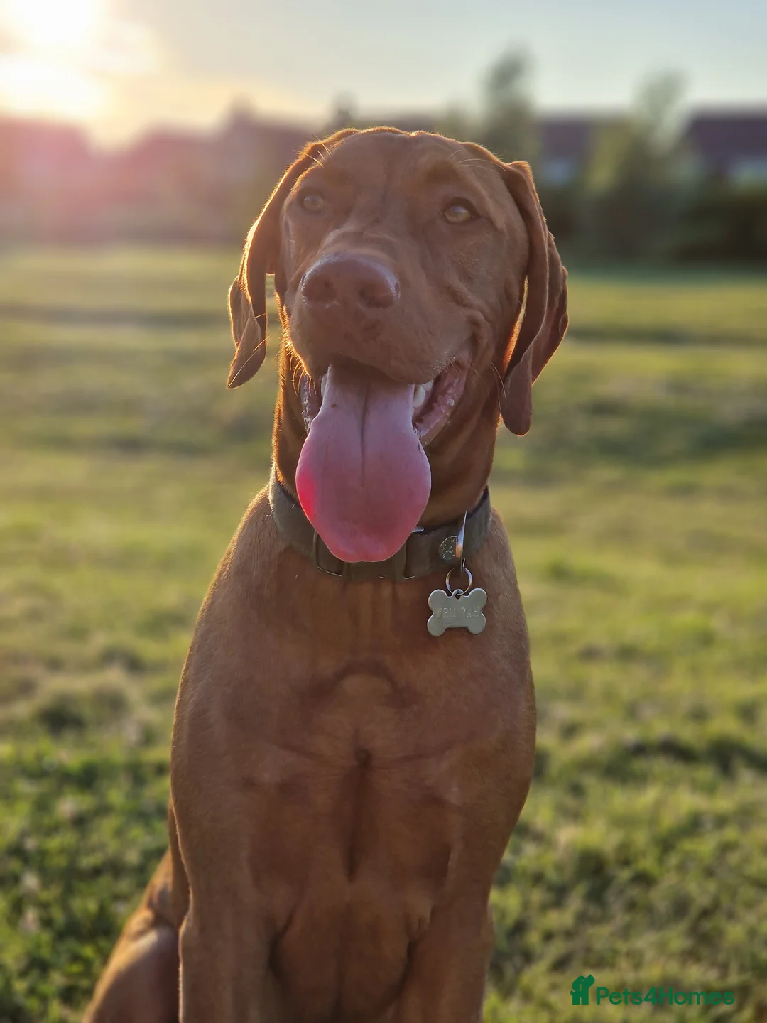 Hungarian Vizsla dogs for stud: Proven Hungarian Vizsla Stud Kronstaar Escobar - Advert 4