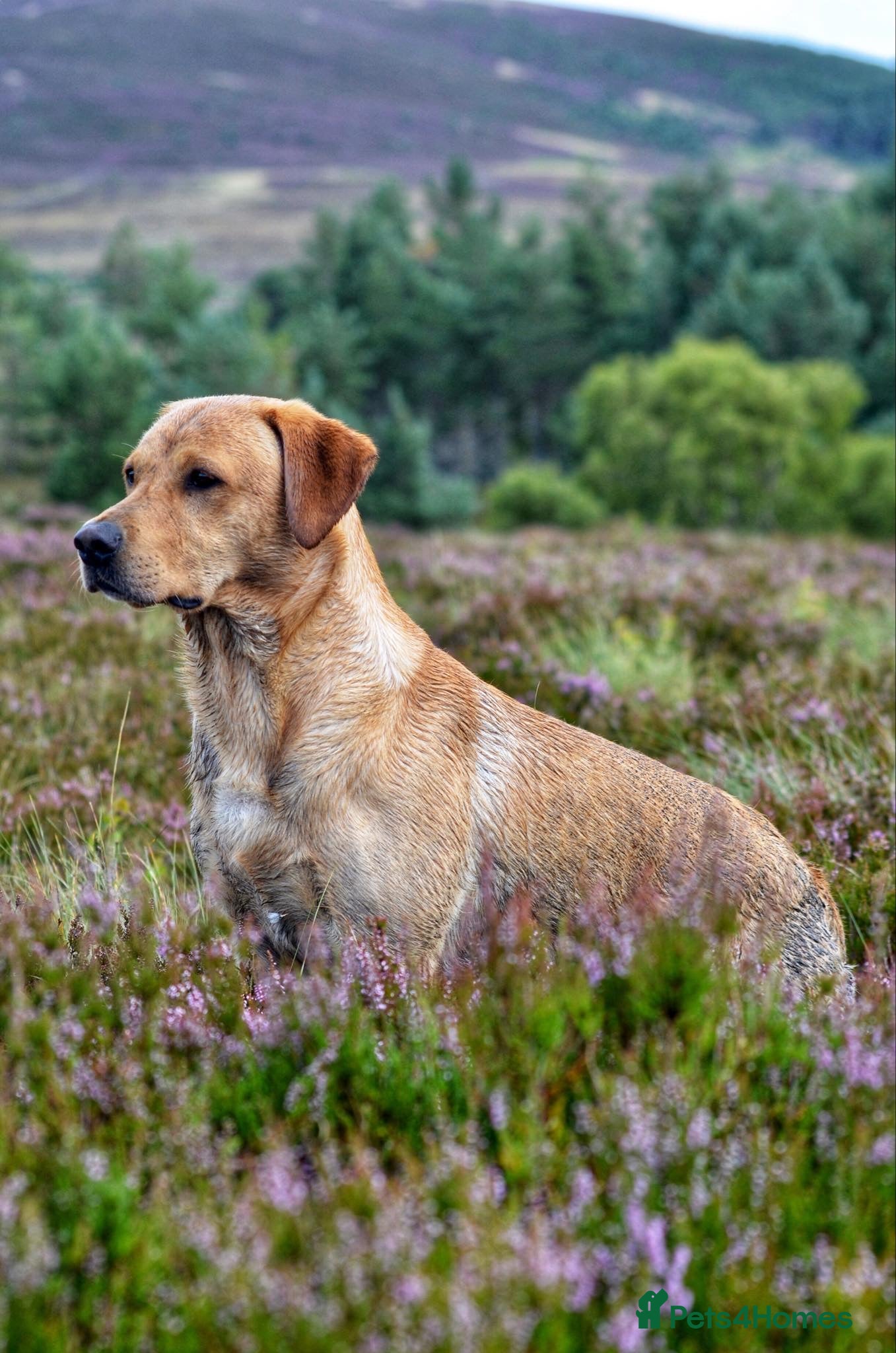 Labrador Retriever dogs FTW & OFT award winner Fyrish Monkey Nut @ Koromas in Durham - Advert 19