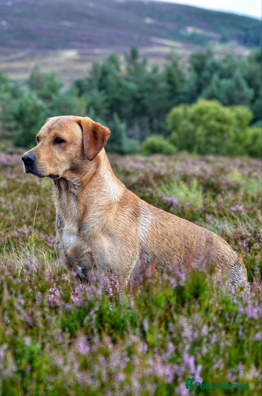 Labrador Retriever dogs for stud: FTW & OFT award winner Fyrish Monkey Nut @ Koromas in Durham - Advert 1