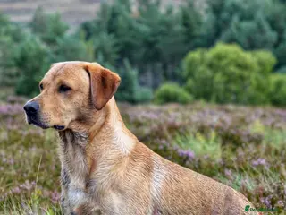 Labrador Retriever dogs FTW & OFT award winner Fyrish Monkey Nut @ Koromas in Durham - Advert 10