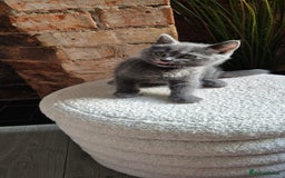 Scottish Fold cats for sale: Adorable Scottish Fold and Straight Kittens  - Image 13