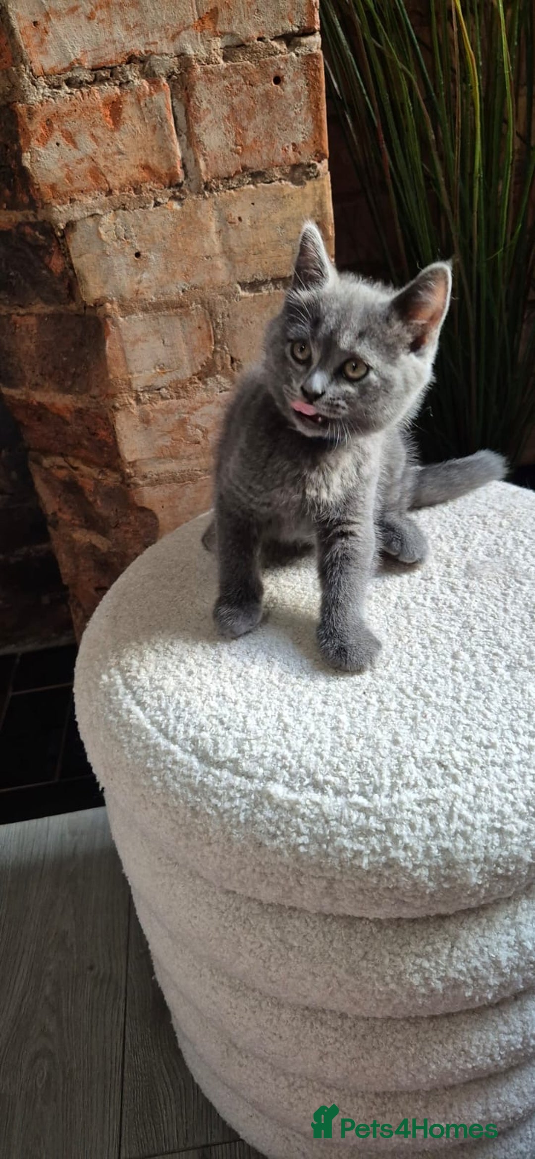 Scottish Fold cats for sale: Adorable Scottish Fold and Straight Kittens  - Image 13