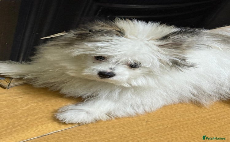 Pomchi dogs - Advert 1