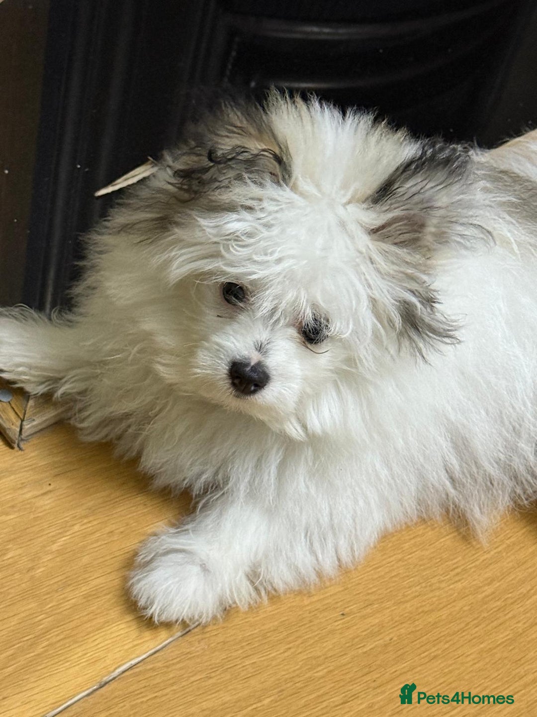 Pomchi dogs for sale: Pomeranian  - Image 1