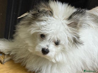 Pomchi dogs - Advert 1