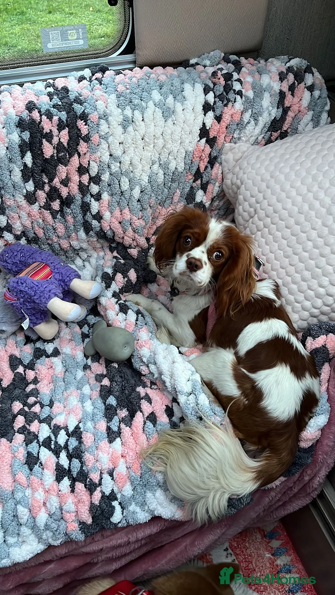 Cavalier King Charles Spaniel dogs for stud: Chocolate KC Health Tested Blenheim Stud - Advert 9
