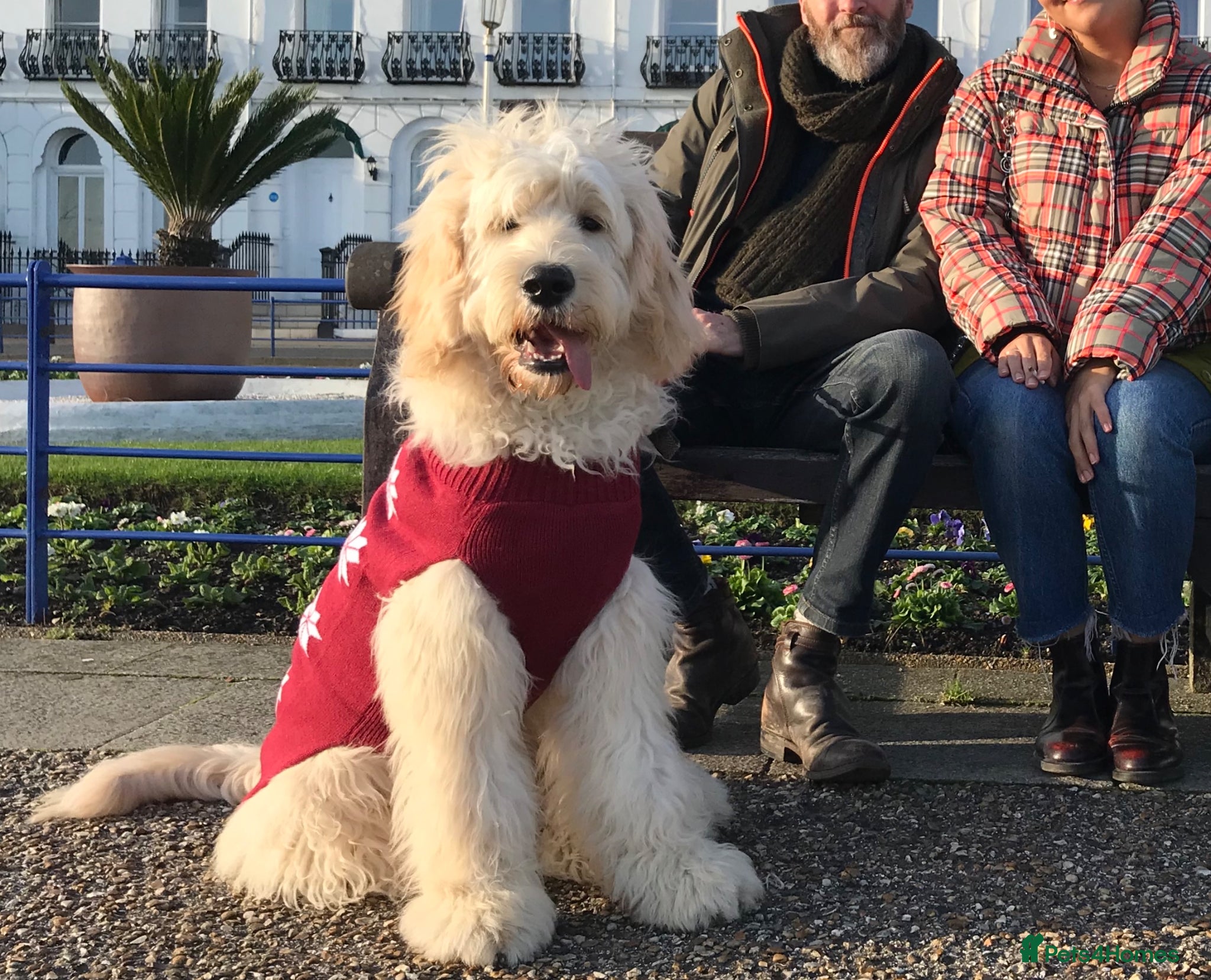 Double Doodle dogs Premium Standard Multigenerational Double Doodles - Advert 2