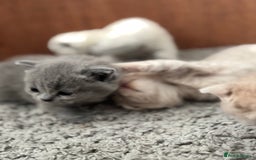 British Shorthair cats for sale: Beautiful British short hairs  - Image 8
