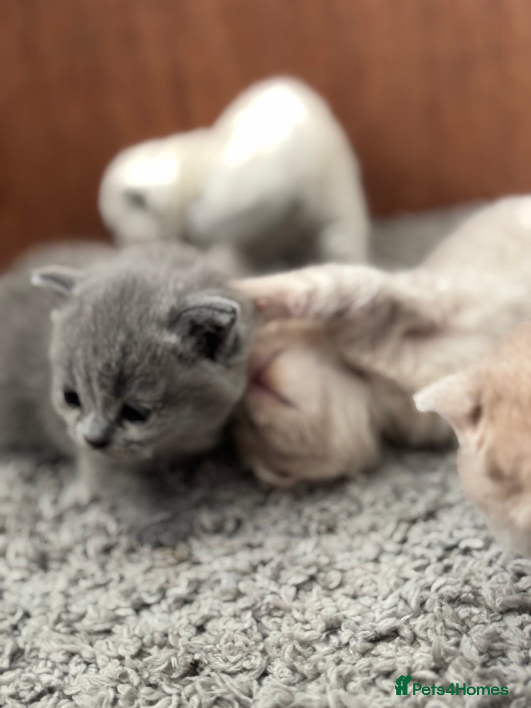 British Shorthair cats for sale: Beautiful British short hairs  - Image 8