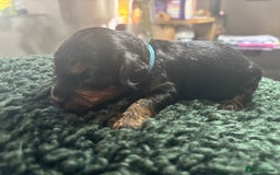 Cavapoo dogs for sale: Beautiful healthy Cavapoo’s d.o.b 22/08/25 - Image 7