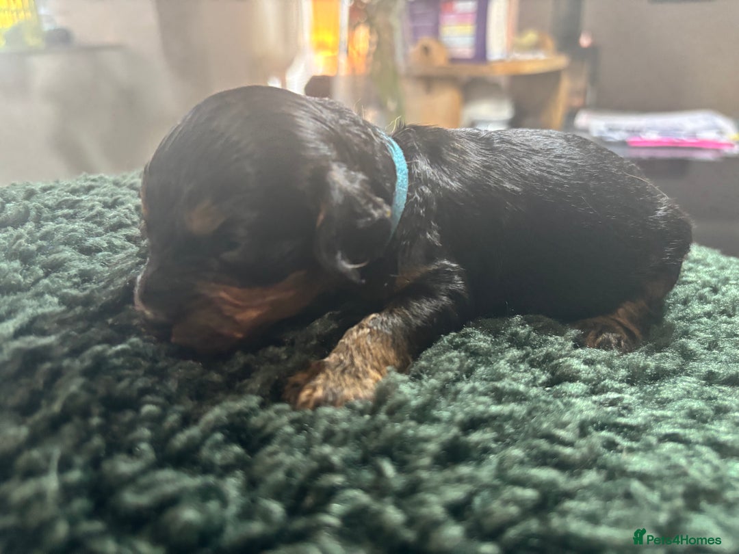 Cavapoo dogs for sale: Beautiful healthy Cavapoo’s d.o.b 22/08/25 - Image 7