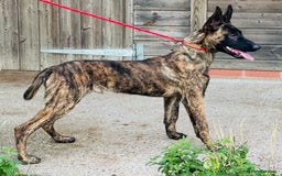 Belgian Shepherd Dog dogs for sale: Belgian Malinois / Dutch Herder  - Image 29