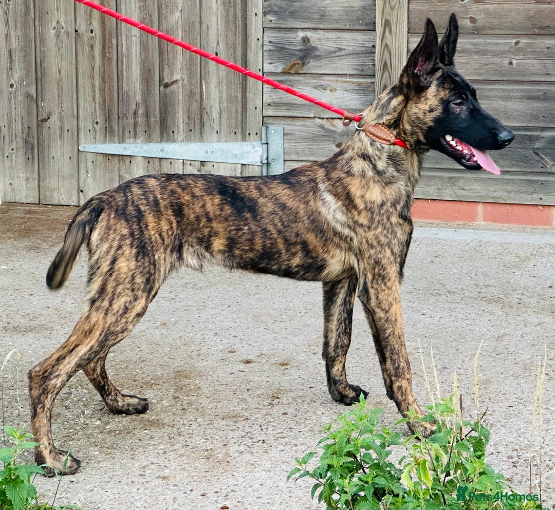 Belgian Shepherd Dog dogs for sale: Belgian Malinois / Dutch Herder  - Image 29