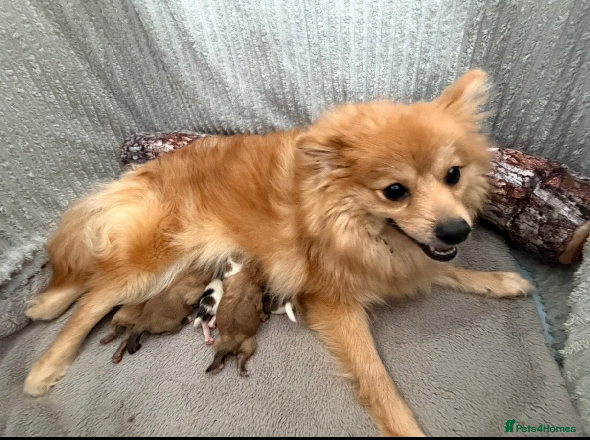 Pomeranian dogs for sale: Pomeranian Puppies Available To Reserve Now in Manchester - Advert 28