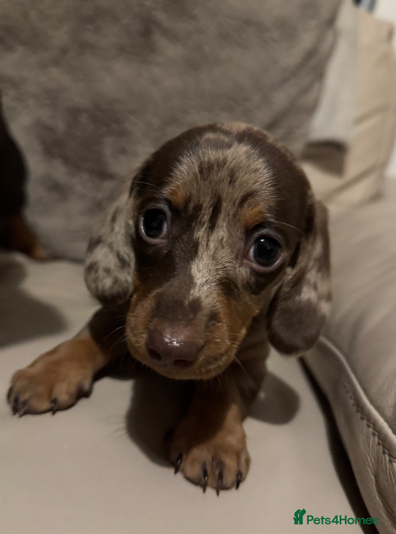 Miniature Dachshund dogs Home Reared KC Short Haired Mini Dachshund  - Advert 4