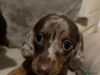 Miniature Dachshund dogs Home Reared KC Short Haired Mini Dachshund - Advert 4