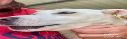 Mixed Breed dogs for adoption: Ghost, female 1 yr approx. Available for adoption. - Advert 5