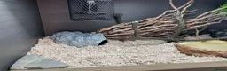 Snake reptiles for sale: Albino Hognose Snake - Advert 16