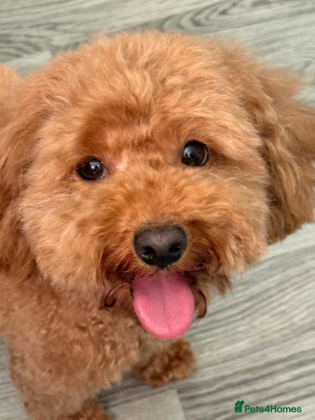 Poochon dogs for sale: poochon female  - Advert 2