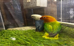 Lovebirds birds for sale: Mutations oplines Fishers lovebirds in Birmingham - Image 12