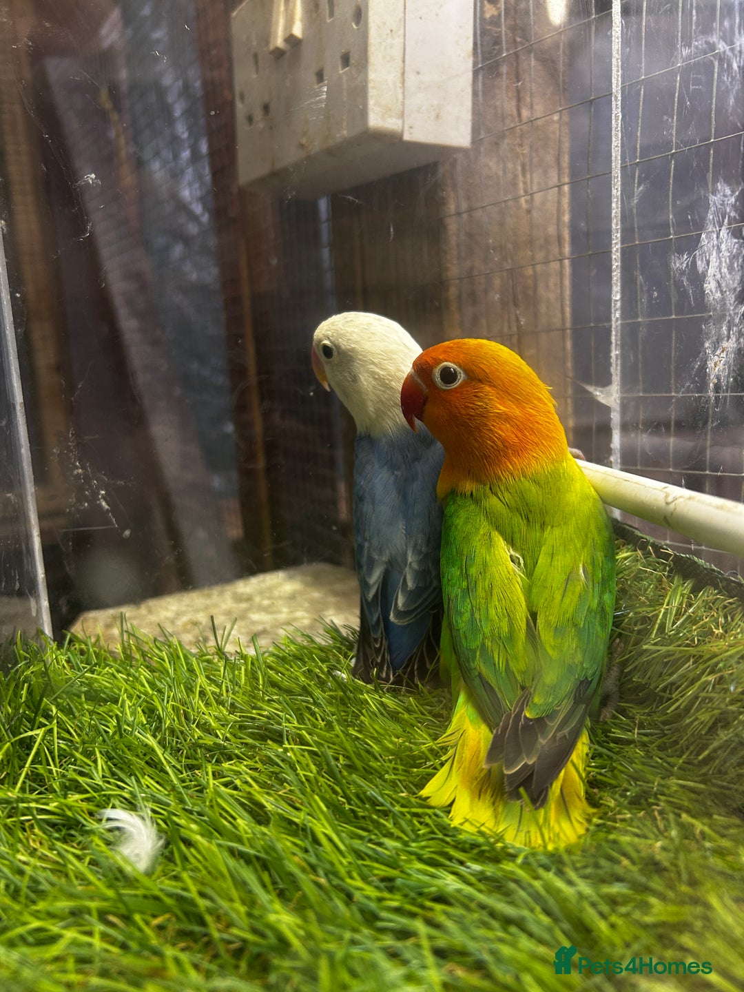 Lovebirds birds for sale: Mutations oplines Fishers lovebirds in Birmingham - Image 12