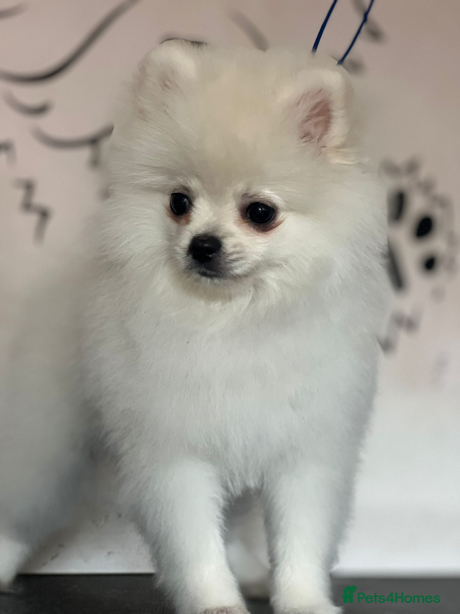 Pomeranian dogs Fully vaccinated gorgeous KC White Pomeranians - Advert 15