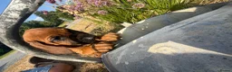 Rhodesian Ridgeback dogs for sale: Rhodesian Ridgebacks Ready to go - Advert 13