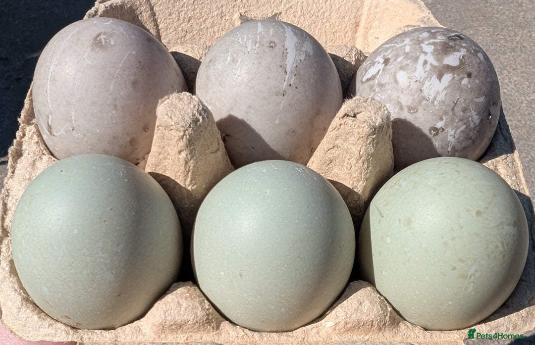 Ducks poultry for sale: Cayuga Ducks & Hatching Eggs in Penrith - Image 2