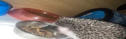 Pygmy Hedgehog rodents for sale: Pygmy hedgehog and tank - Advert 5