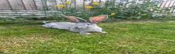 Continental Giant rabbits for sale: Chinchilla Grey Giant Rabbit - Advert 1
