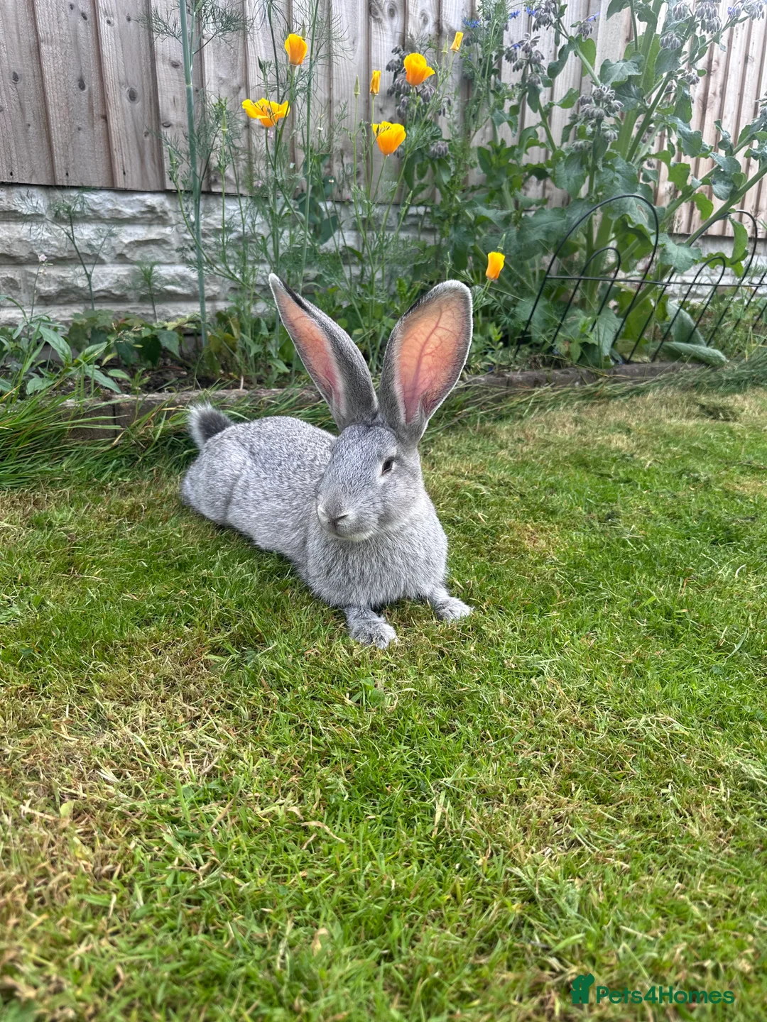 Continental Giant rabbits for sale: Chinchilla Grey Giant Rabbit - Advert 1