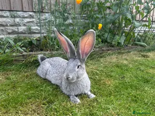 Continental Giant rabbits Chinchilla Grey Giant Rabbit - Advert 11