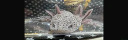 Axolotl reptiles for sale: Axanthic Melanistic Axoltol in Barrow-in-Furness - Advert 4