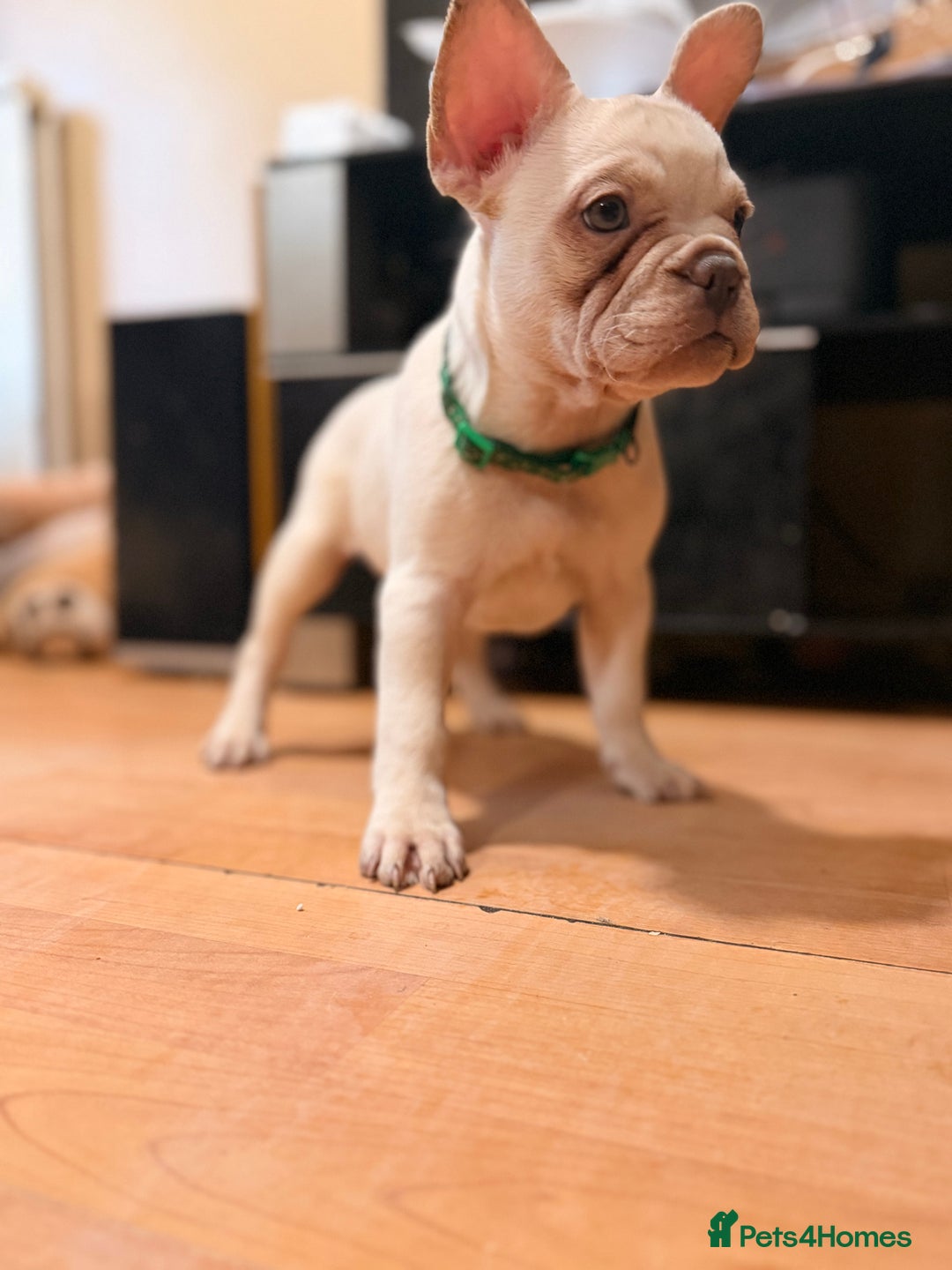 French Bulldog dogs for sale: Beautiful French Bulldog Puppies - Advert 6