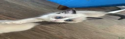 Ragdoll cats for sale: Gorgeous ragdoll kittens  - Advert 7