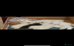 Ragdoll cats for sale: Beautiful RAGDOLL kittens - white ginger and grey - Advert 3