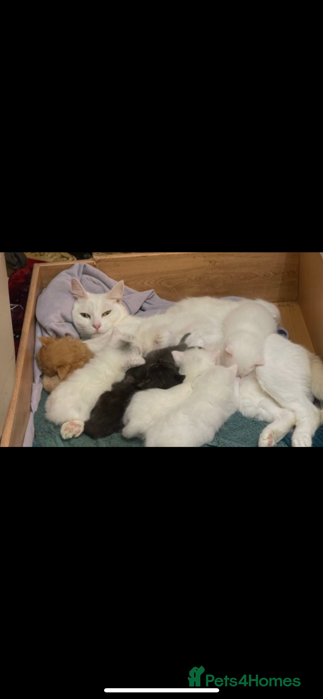 Ragdoll cats for sale: Beautiful RAGDOLL kittens - white ginger and grey - Advert 3