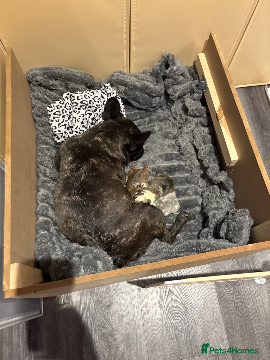 French Bulldog dogs for sale: (Rare colours) French bulldog puppies  - Advert 1