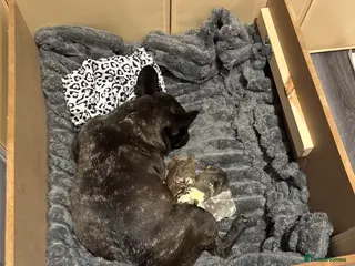 French Bulldog dogs (Rare colours) French bulldog puppies - Advert 1