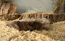 Guinea Pig rodents for sale: Female Werewolves for sale  - Image 3