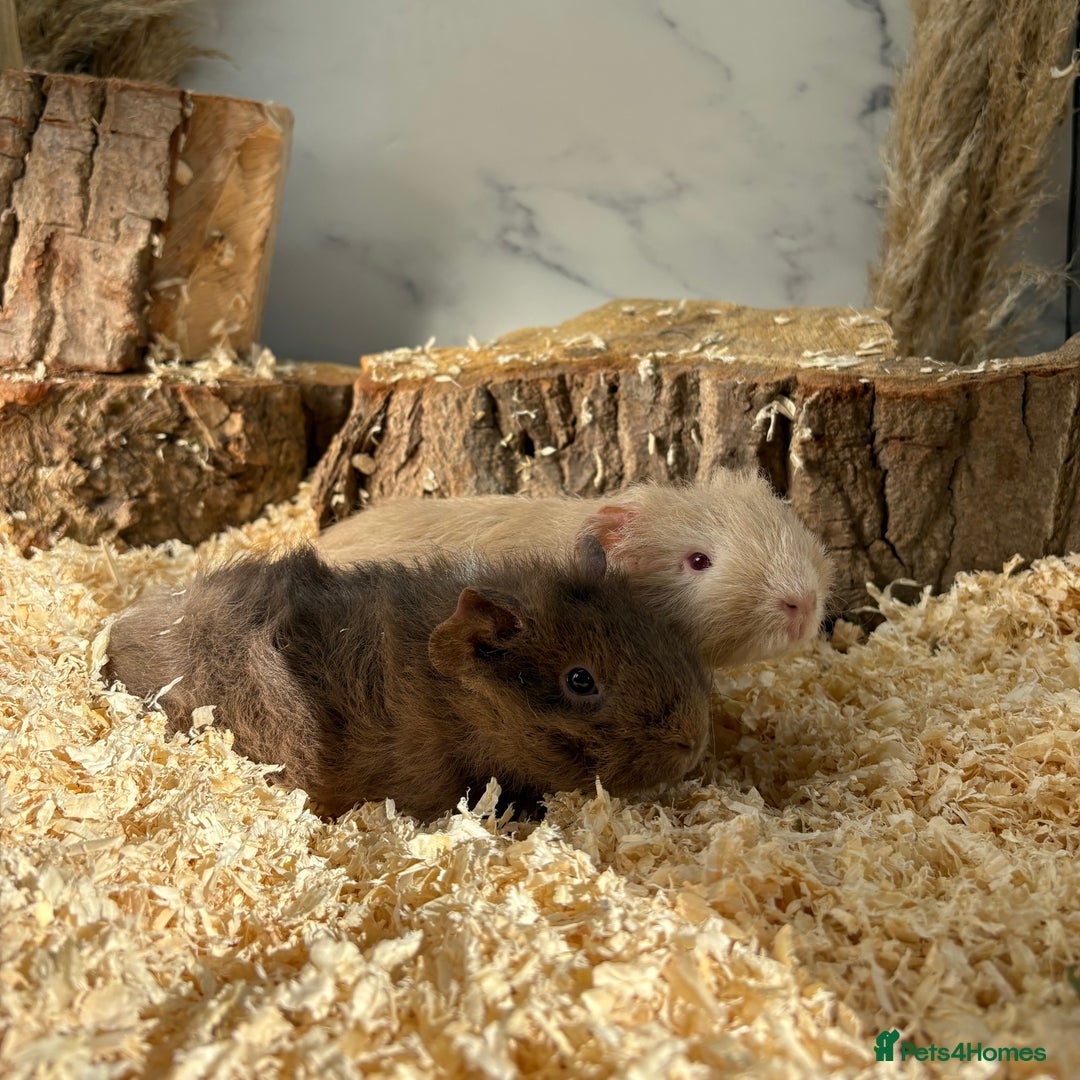 Guinea Pig rodents for sale: Female Werewolves for sale  - Image 3