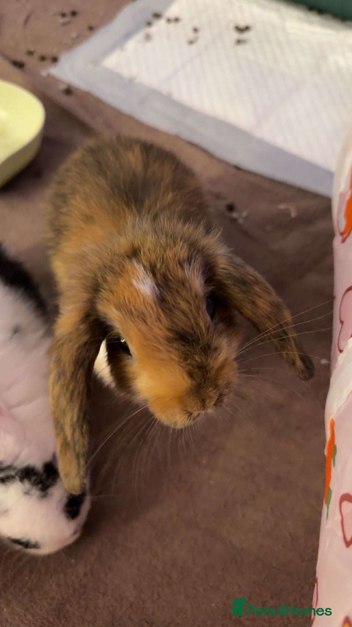 Mini Lop rabbits Last beautiful girl mini lop bun - Advert 18