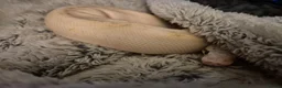 Mixed Breed reptiles for sale: Hermann tortoise and royal pythons - Advert 10